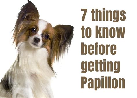 papillon what's good about em